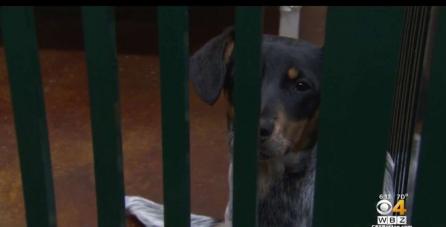 Foto: Reprodução/WBZ-TV