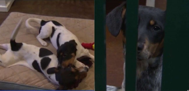 Foto: Reprodução/WBZ-TV