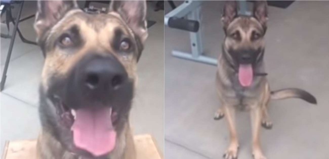 Foto: Youtube/Double H Canine Training Academy