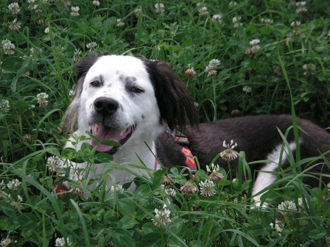 Foto: Reprodução Youtube/ Howl Of A Dog