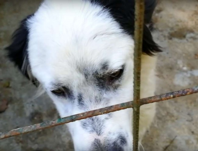 Foto: Reprodução Youtube/ Howl Of A Dog