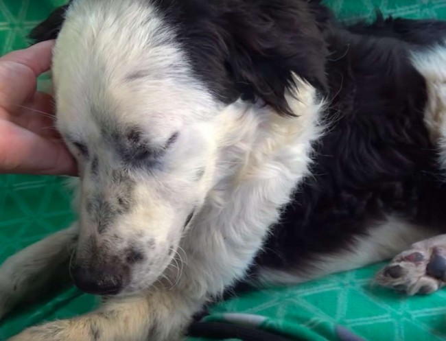 Foto: Reprodução Youtube/ Howl Of A Dog