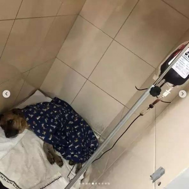 Foto: Reprodução / Toca Segura