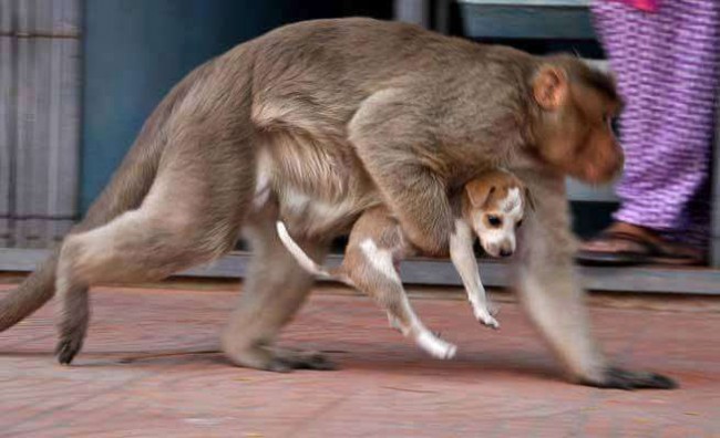 Foto: The Logical Indian / Facebook