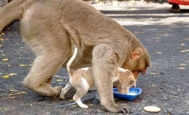 Foto: The Logical Indian / Facebook