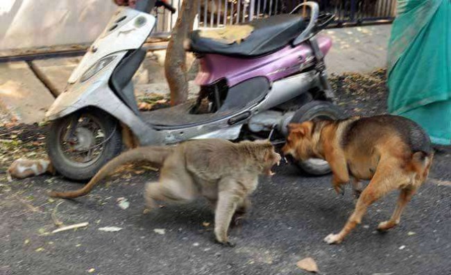 Foto: The Logical Indian / Facebook