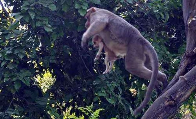 Foto: The Logical Indian / Facebook