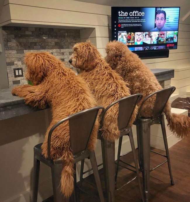 Foto: samsonthedood / Instagram