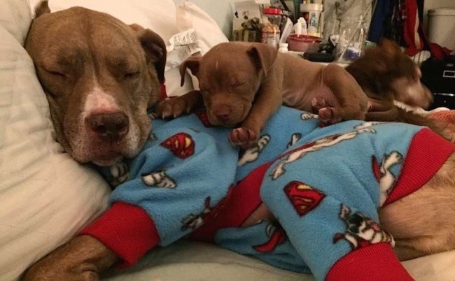 Foto: Facebook / Fifty the Twolegged Pitbull