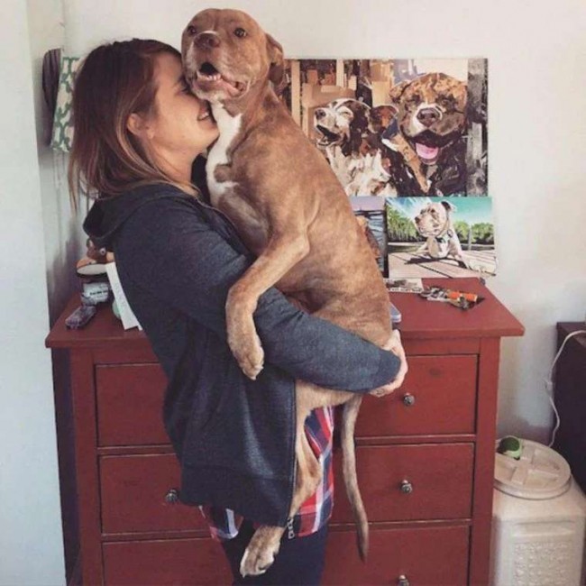 Foto: Facebook / Fifty the Twolegged Pitbull