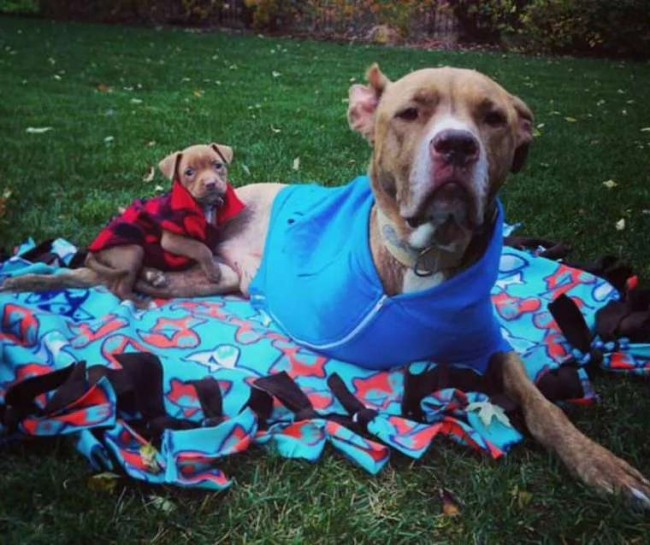 Foto: Facebook / Fifty the Twolegged Pitbull