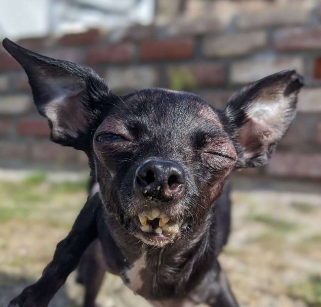 Foto: Instagram / deservingdogs