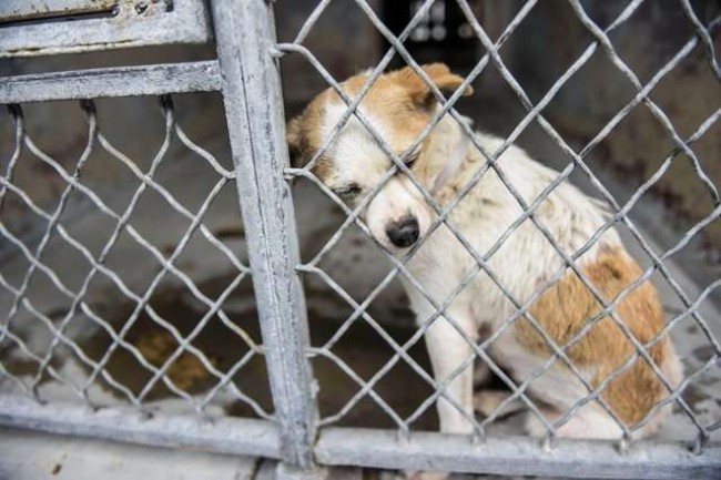 Foto: Reprodução / Baldwin Park Animal Shelter
