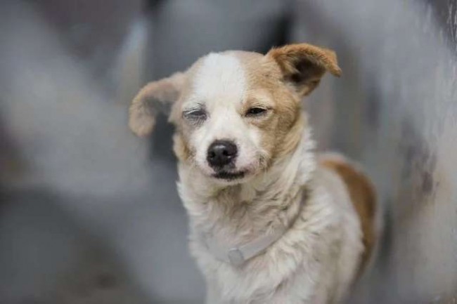 Foto: Reprodução / Baldwin Park Animal Shelter
