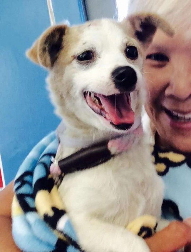 Foto: Reprodução / Baldwin Park Animal Shelter