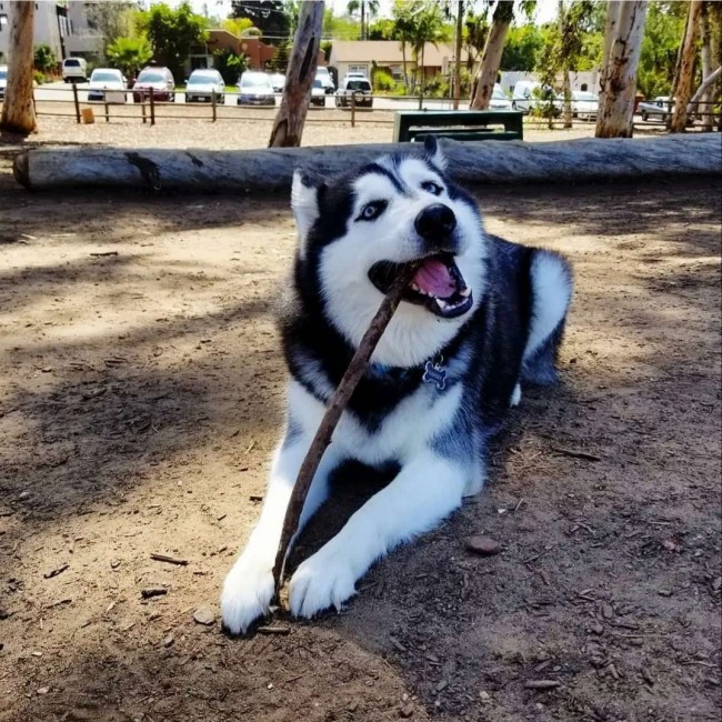 Foto: Instagram / ramseythehusky_
