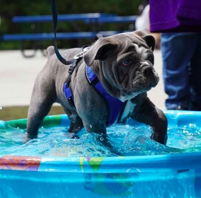 Foto: Instagram / brewerydogblue