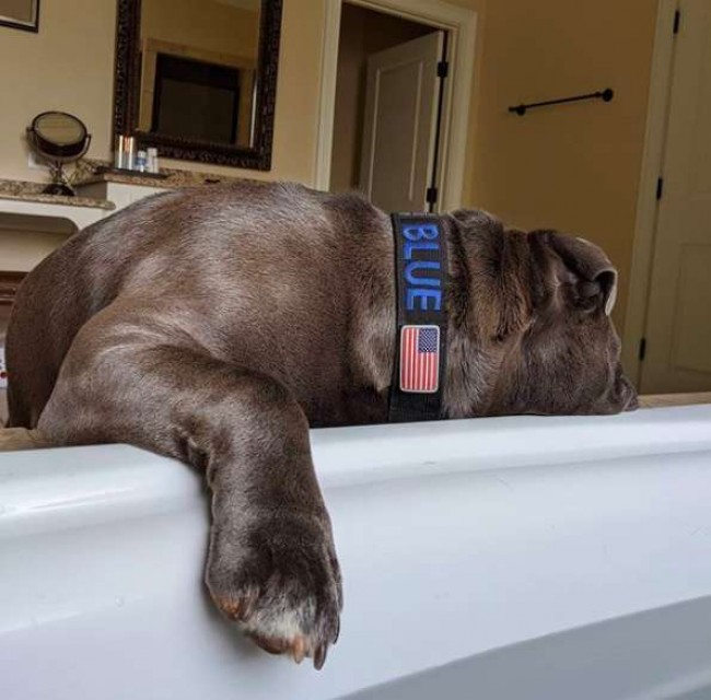 Foto: Instagram / brewerydogblue