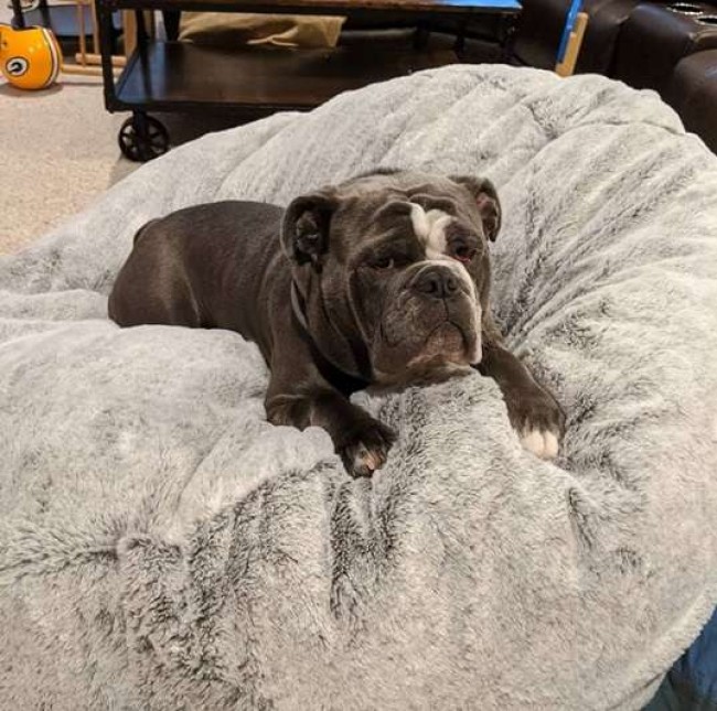 Foto: Instagram / brewerydogblue
