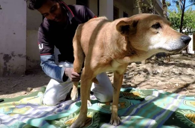 Foto: Reprodução / ONG Animal Aid