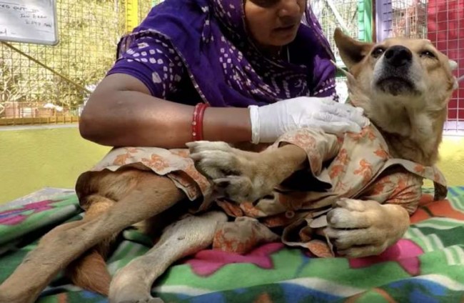 Foto: Reprodução / ONG Animal Aid