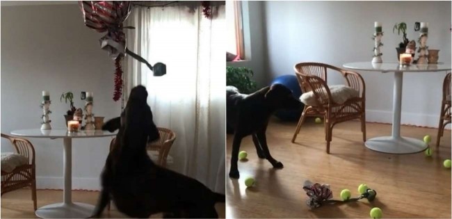 Donos filmam reação de cão labrador ao ganhar ‘balão surpresa’ recheado de bolas de tênis (veja o vídeo) – [Blog GigaOutlet]