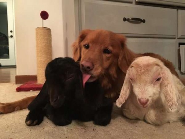 Foto: Instagram / totes.the.goat