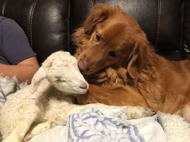 Foto: Instagram / totes.the.goat