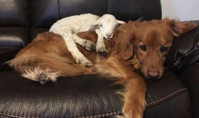 Foto: Instagram / totes.the.goat