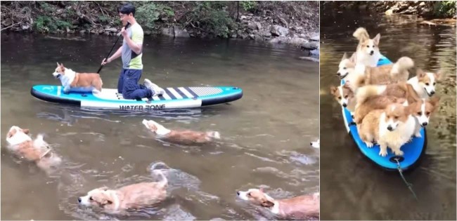 Oito cães da raça corgi se esbaldam brincando em cima de prancha em rio com donos coreanos; vídeo – [Blog GigaOutlet]
