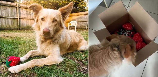 Brinquedo favorito de cachorro terapeuta deixa de ser fabricado e marca o envia uma caixa cheia – [Blog GigaOutlet]