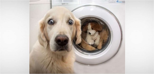 Cadela golden retriever ‘horrorizada’ ao ver sua pelúcia favorita na máquina de lavar viraliza – [Blog GigaOutlet]