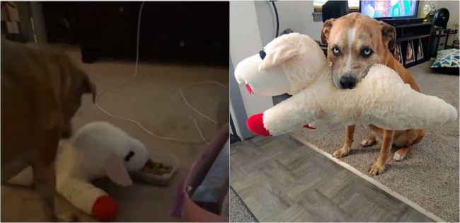 Cachorro divide comida todos os dias com o seu brinquedo favorito: um cordeiro de pelúcia – [Blog GigaOutlet]