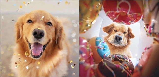 Para surpreender seu cão golden retriever que adora donut, dona filma a reação dele abrindo caixa cheia deles – [Blog GigaOutlet]