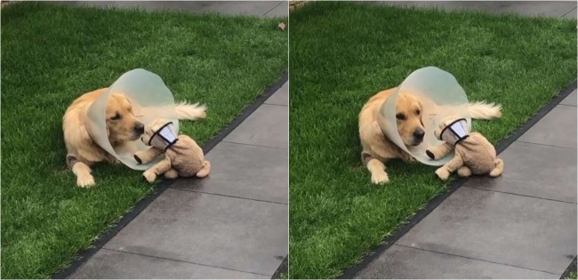 cão golden retriever consola brinquedo de pelúcia que, como ele, foi obrigado a usar cone após sua cirurgia – [Blog GigaOutlet]