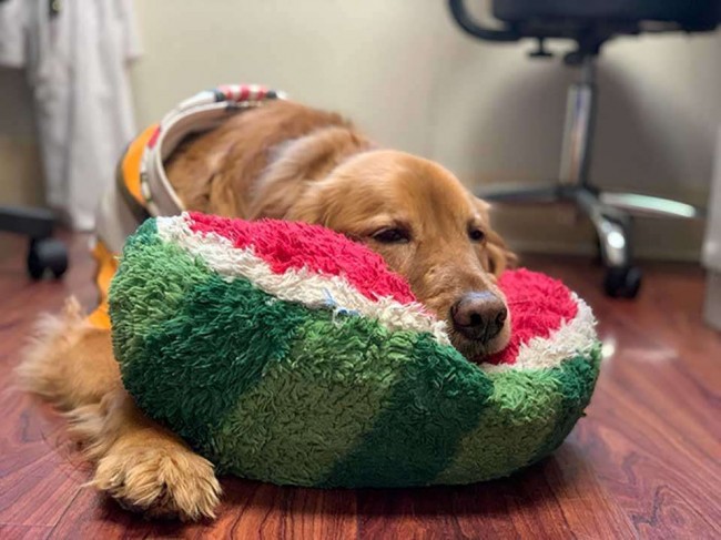 Foto: Imgur / Hiscleverusername