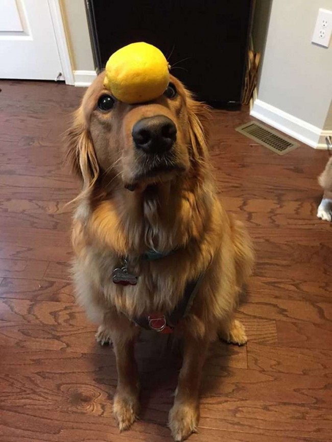 Foto: Imgur / Hiscleverusername
