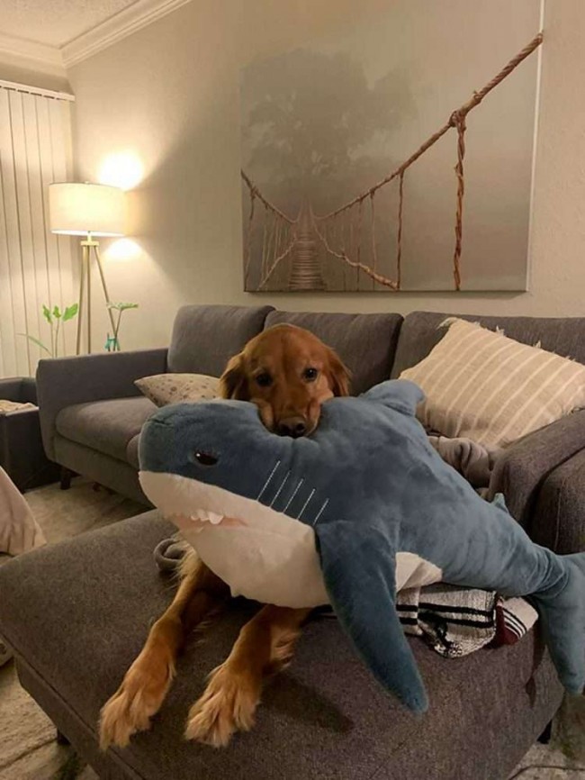 Foto: Imgur / Hiscleverusername
