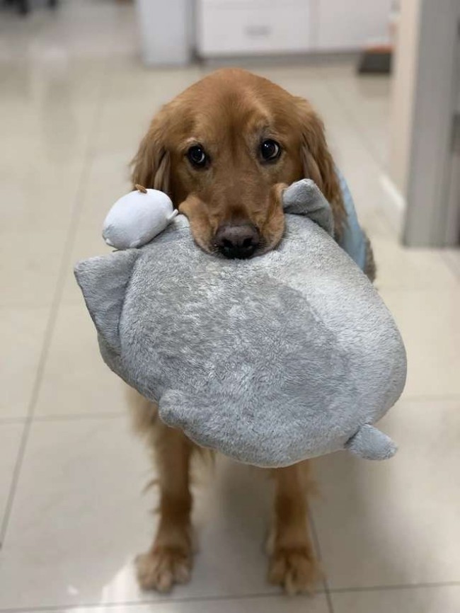 Foto: Imgur / Hiscleverusername