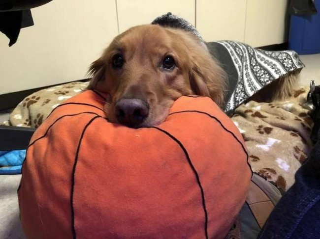 Foto: Imgur / Hiscleverusername