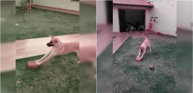 Cachorro se diverte brincando com tijolo e vídeo viraliza; confira – [Blog GigaOutlet]