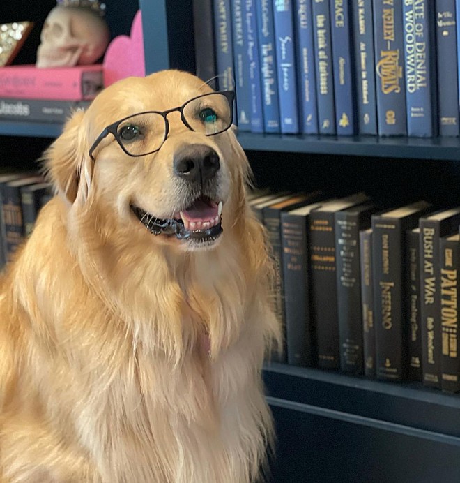 Conheça Marshall, o cachorro golden retriever de Joe Rogan