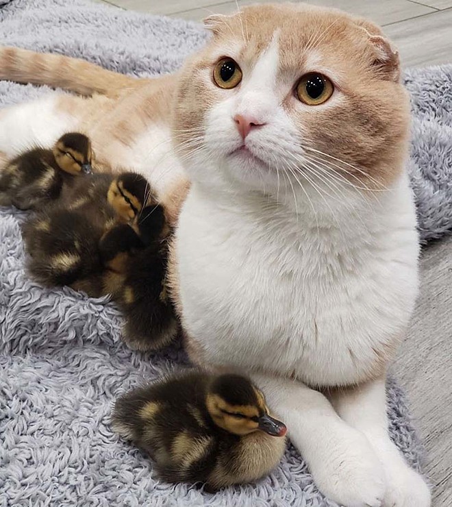 Gato resgatado se torna apoio emocional para animais