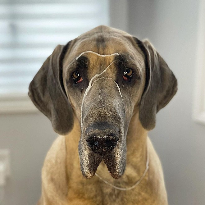Adotado para ser cão de guarda, dogue alemão gigante falha na missão ...