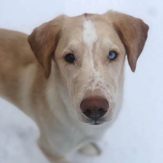 Conheça como são os filhotes mistura entre labrador e husky siberiano