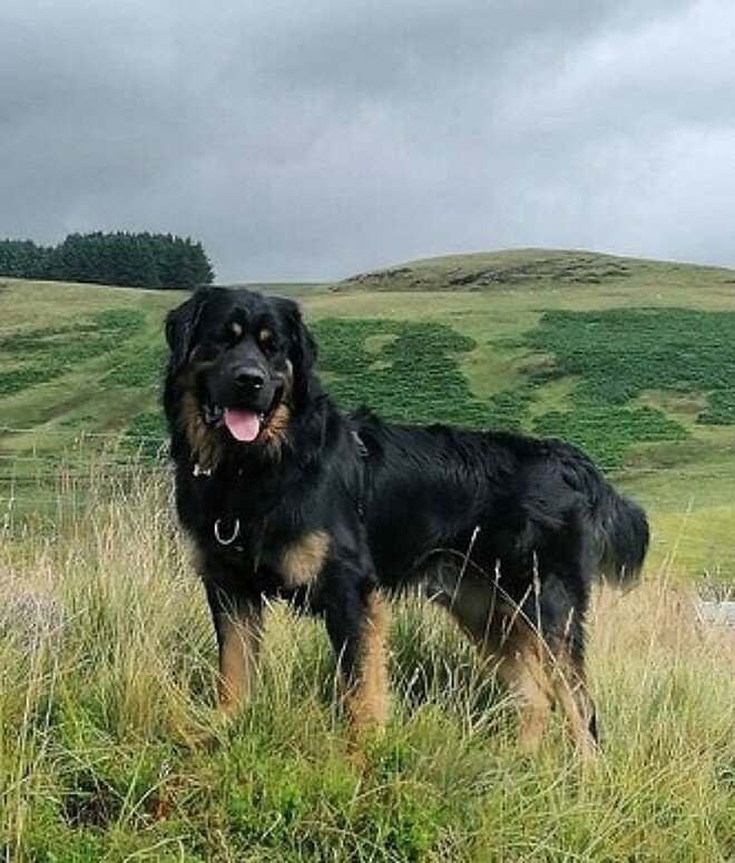 Golden Rottie ou Rottriever? Veja como é a mistura de um cão golden ...