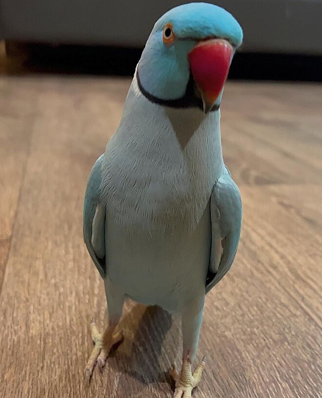 Sucesso Ave ring neck viraliza ao conversar com seguidores como se