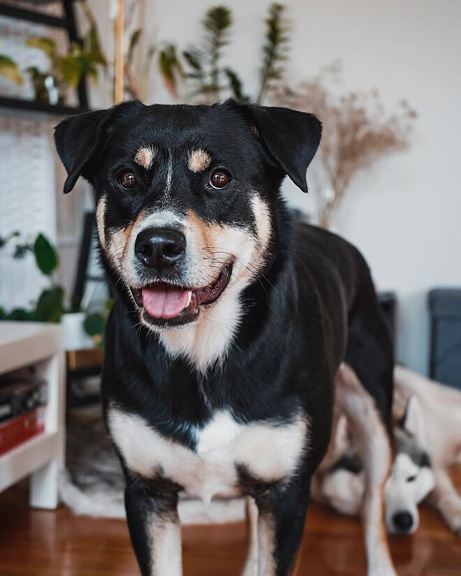 Baby Rottsky Veja como é o rottsky, o cão mistura de rottweiler com husky siberiano