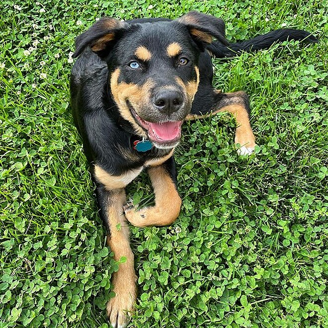 Baby Rottsky Veja como é o rottsky, o cão mistura de rottweiler com husky siberiano