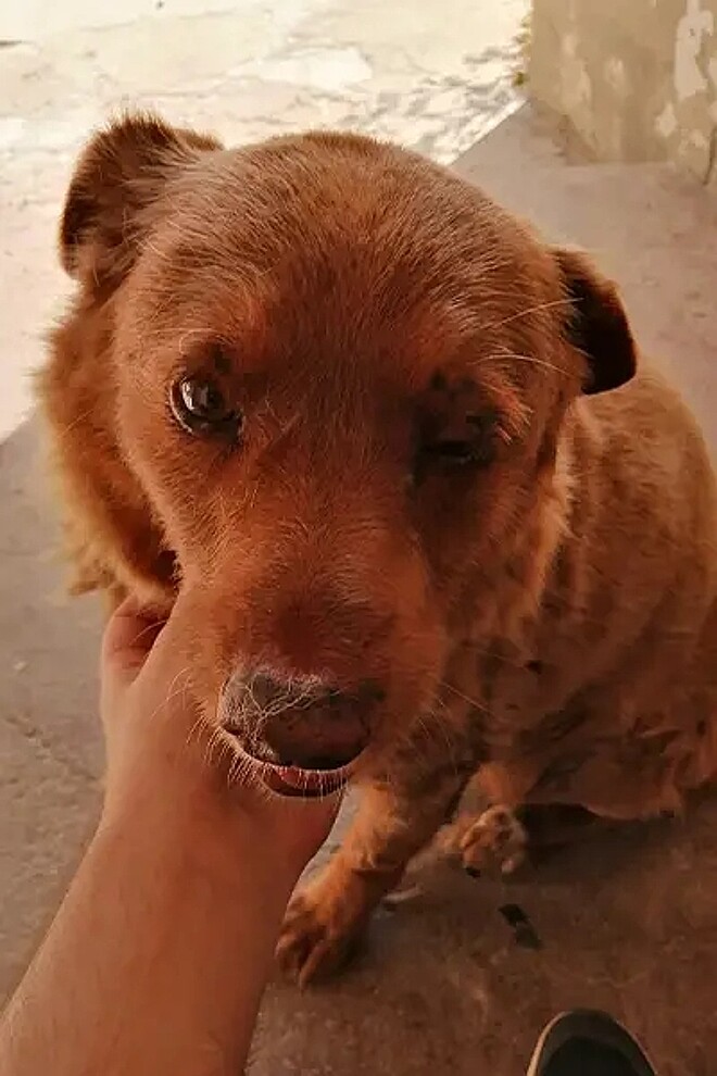 Cão de 30 anos, considerado o mais velho do mundo, nunca comeu ração Cão de 30 anos, considerado o mais velho do mundo, nunca comeu ração